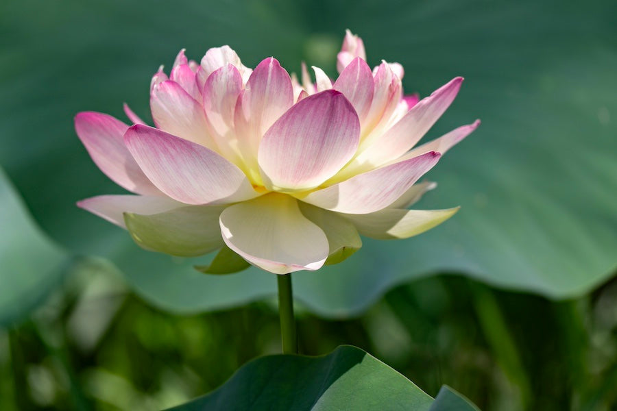 What Is Consciousness?